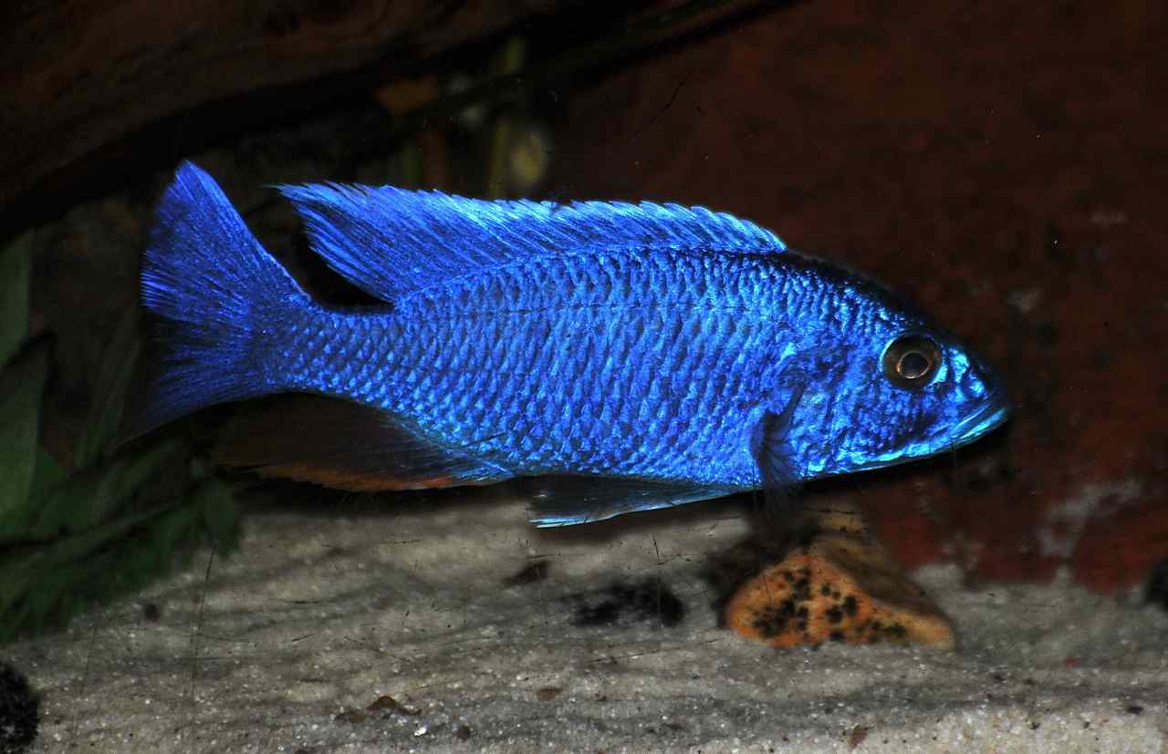 Malawi cichlide